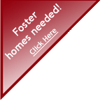 Foster Homes needed! - click here