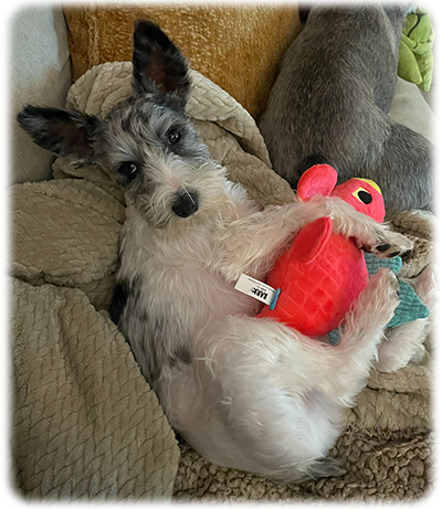 Rosie