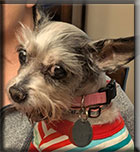 Dottie