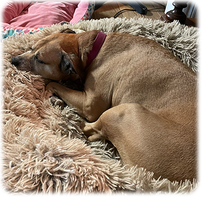 Bella