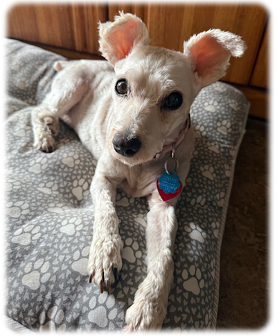 Bella Sue