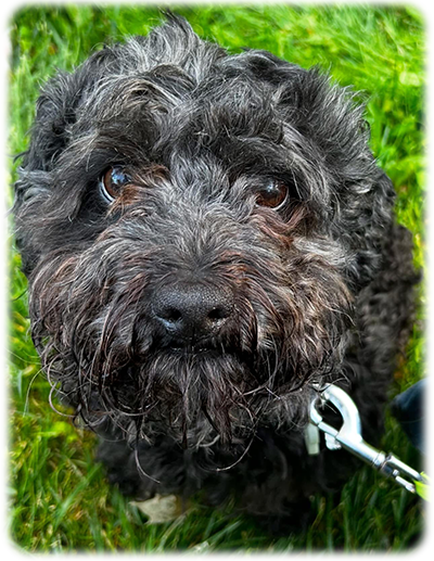 Oscar