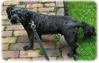 Oscar
