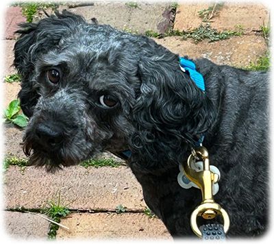 Oscar