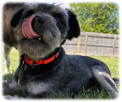 Toby