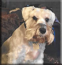 Baron