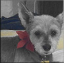 Lucy