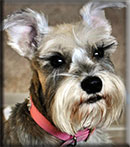 Lucy