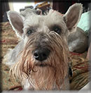 Molly Sue