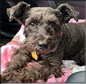 Pepper