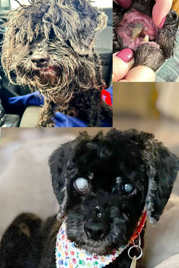 Angela needs your help!