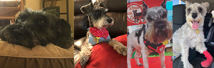 Special Need Schnauzers